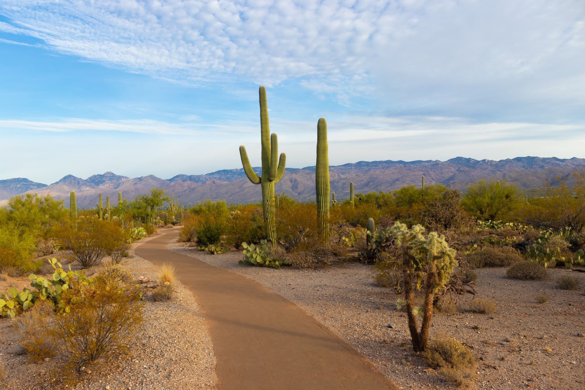 desert landscape