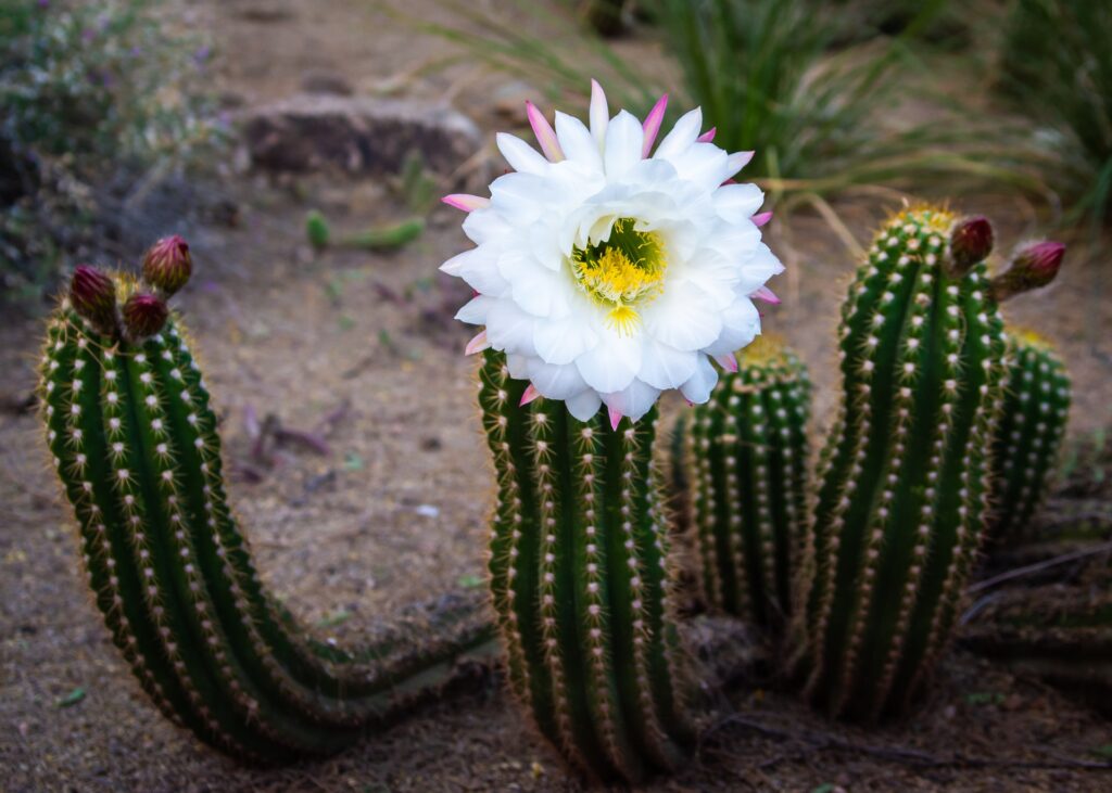 white bloom on cactus