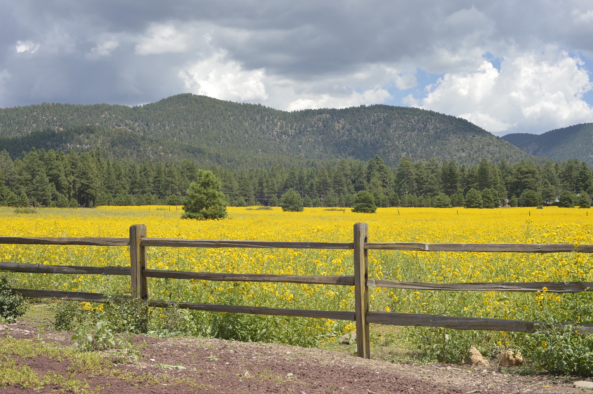 field of wildflowers and fence