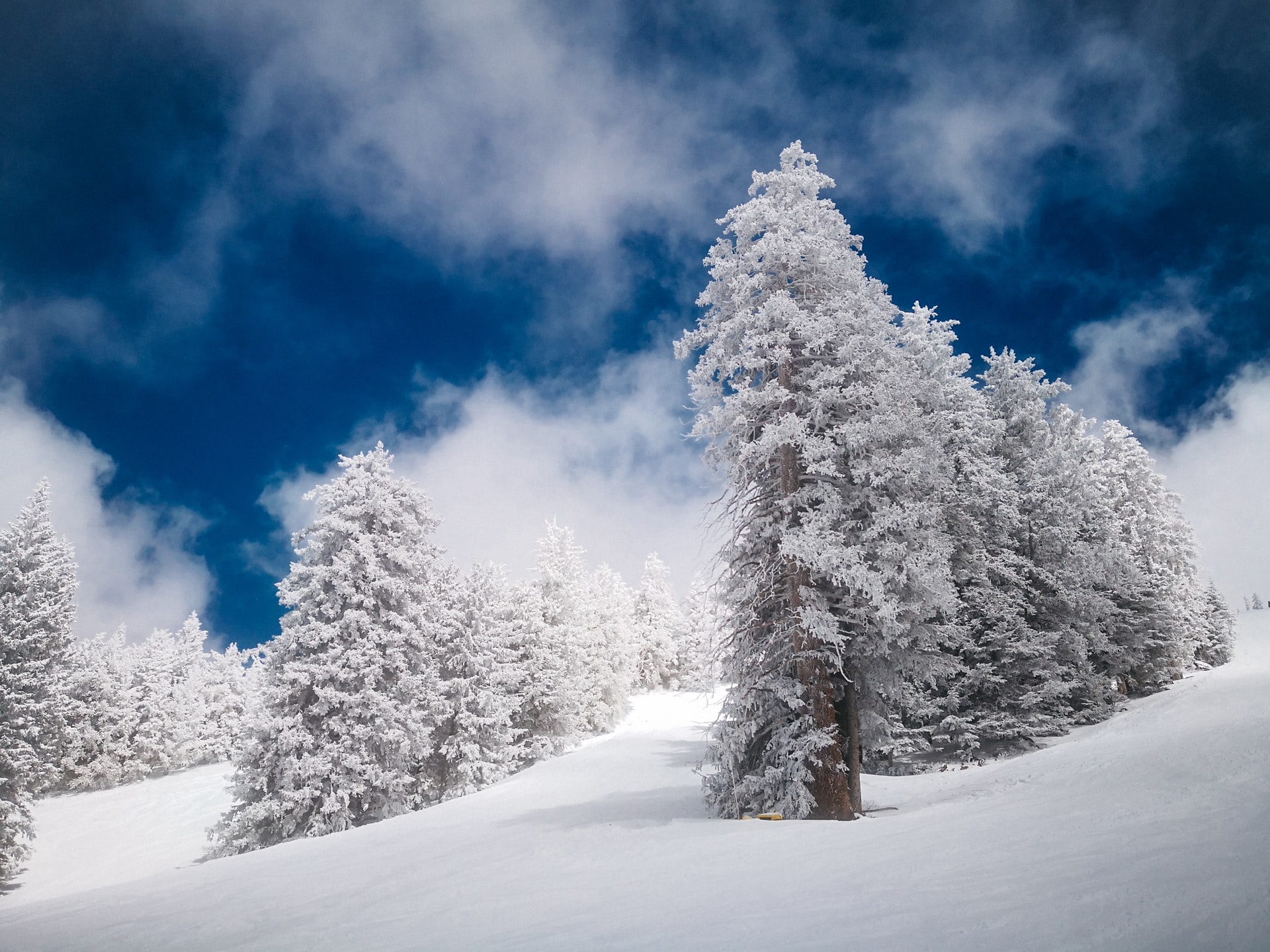 snowy trees
