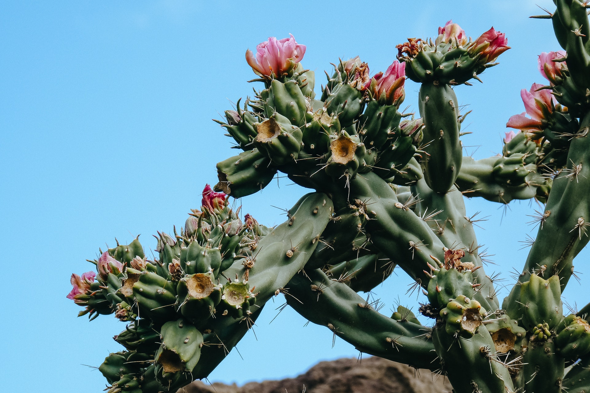 Phoenix Botanical Garden