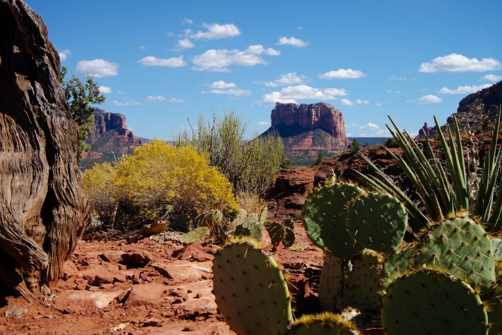Sedona Cactus